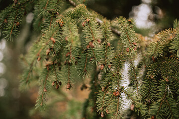 Close-up of green Christmas trees in nature