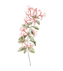 Watercolor Honeysuckle on the white Background. Birth Month Flower.