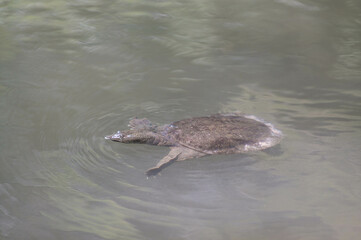 香川 栗林公園の池を泳ぐ野生のスッポン