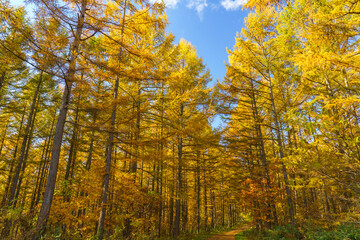 晩秋の美瑛　唐松の林道　北海道観光