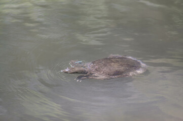 香川 栗林公園の池を泳ぐ野生のスッポン