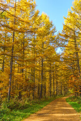 晩秋の美瑛　唐松の林道　北海道観光