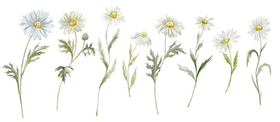 Watercolor Daisy on the white Background. Birth Month Flower.