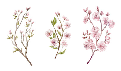 Obraz na płótnie Canvas Watercolor Cherry, Sakura Blossom Elements on the White Background.