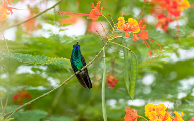 Iridescent Blue-chinned Sapphire hummingbird perching in a Pride of Barbados tree in the Caribbean.
