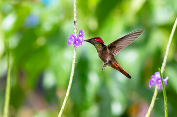 Fototapeta na wymiar Exotic Ruby Topaz hummingbird with red and gold feathers drinking nectar from a purple flower.