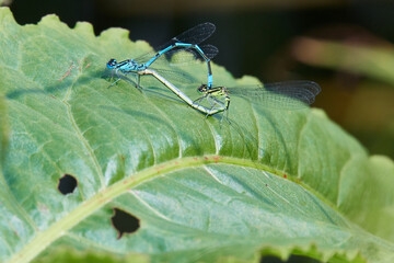 Hufeisen-Azurjungfer ( Coenagrion puella ) bei der Paarung	