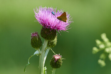 Verschiedenblättrige Kratzdistel (Cirsium heterophyllum)	