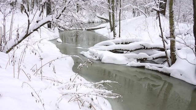 Unfrozen creek and snowy trees in a winter forest.