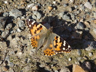 Fototapeta na wymiar Painted lady (Vanessa cardui) butterfly basking in the autumn sun on rocky ground