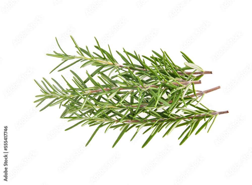 Wall mural Rosemary isolated on white background