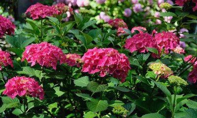 Hydrangea blooms in the summer garden