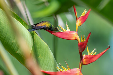 Copper-rumped hummingbird feeding on a Heliconia flower in a tropical Caribbean rainforest.