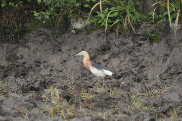 Javan pond heron (Ardeola speciosa) looking for food in the rice field