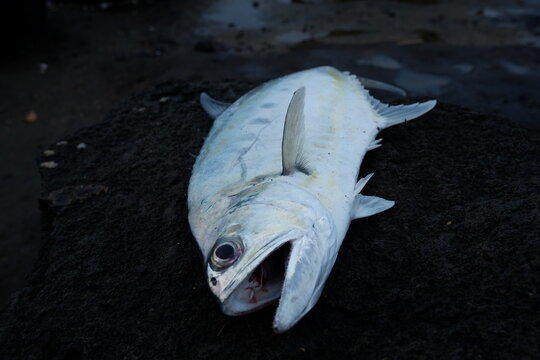 fresh fish isolate black color