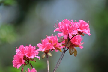 咲き誇る情熱の花