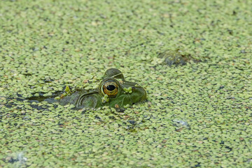 frog in the pond up close