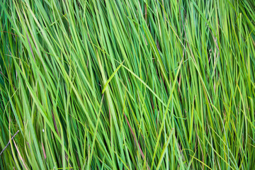Close-up Green long grass pattern texture can be used as a natural background wallpaper