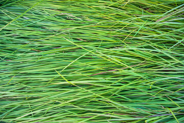 Close-up Green long grass pattern texture can be used as a natural background wallpaper