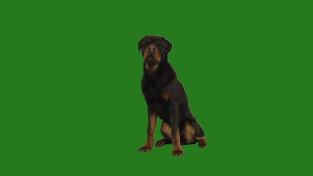 rottweiler on green screen