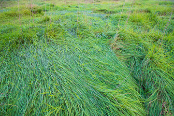 Close-up Green long grass pattern texture can be used as a natural background wallpaper