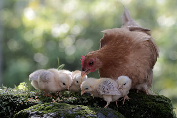 An adult hen resting with her chicks on a rock overgrown with moss. This animal has the scientific...