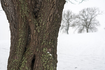 Großer Baum mit Schnee und Eis