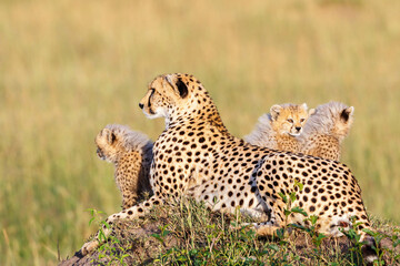 Cheetah with her cubs on a hill