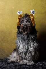 Dutch Sheepdog (Schapendoes), Happy New Year outfit