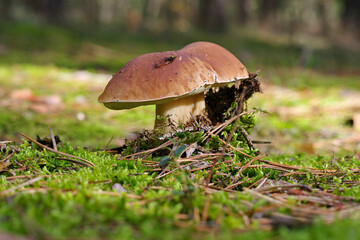 Steinpilz im Herbstwald - a beautiful cep in the autumn forest with many colorful leaves