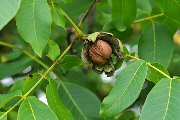 ein Walnussbaum mit reifen Nüssen  -a walnut tree with many nuts