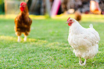 Single white chook hen standing on lawn on aussie farm