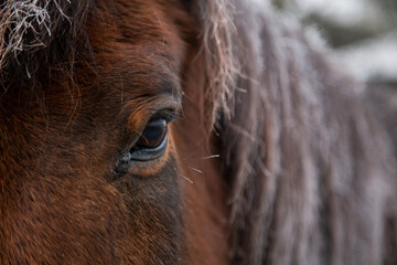 Pferdeauge als Spiegel der Seele