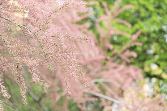 Blooming branches of tamarisk in park. Spring background with pink