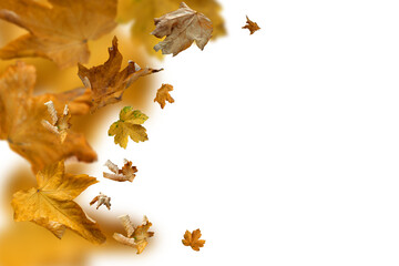 falling autumn leaves as a foreground, png	