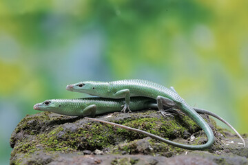A pair of emerald tree skinks are preparing to mate. This reptile has the scientific name...