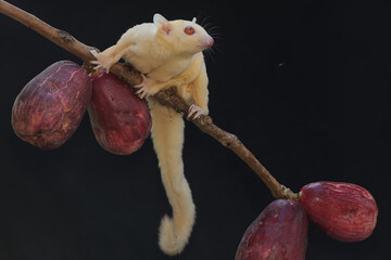 A young albino sugar glider eating a pink malay apple. This mammal has the scientific name Petaurus...