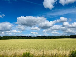 Wheat field landscape, blue sky and white clouds