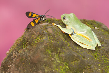 A tree frog is preparing to prey on a moth on a branch of a fruiting wild plant. This amphibian has the scientific name Rhacophorus reinwardtii.