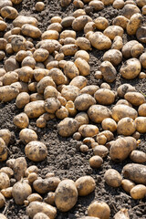 Frisch geerntete Kartoffeln liegen auf freiem Ackerfeld, Schweiz