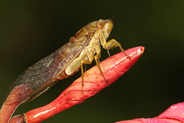 An evening cicada is perched on a bush. This insect has the scientific name Tanna japonensis.