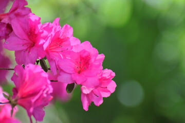 咲き誇る情熱の花