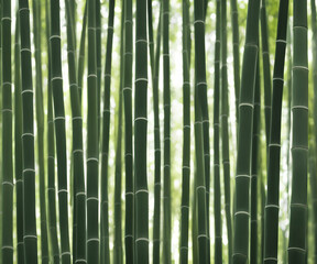 Obraz premium Illustration of bamboo forest, generative ai