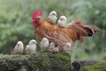 A rooster are foraging with a number of chicks on a moss-covered ground. Animals that are cultivated for their meat have the scientific name Gallus gallus domesticus. - obrazy, fototapety, plakaty