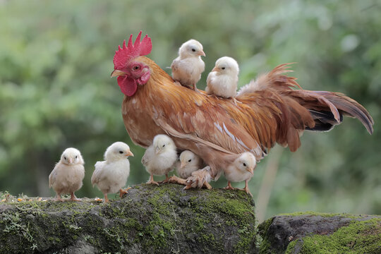 A rooster are foraging with a number of chicks on a moss-covered ground. Animals that are cultivated for their meat have the scientific name Gallus gallus domesticus.