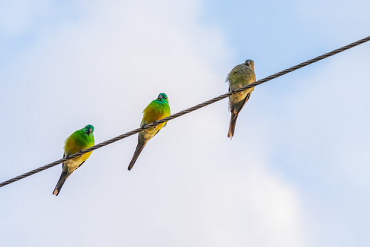 Three colourful parrots sitting on an overhead cable equally spaced apart