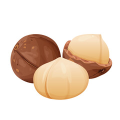 Peeled macadamia nuts. Horizontal composition isolated on white background. Package design element with clipping path.Made in cartoon flat style. Vector illustration