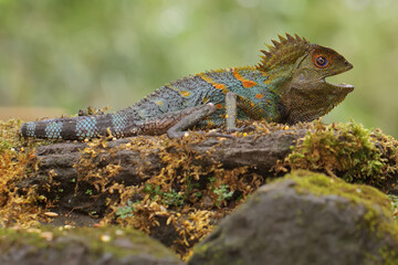 Body gesture of a forest dragon who is ready to attack the intruding animals that enter its...