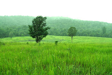 Meadow and mountain at Khao Yai National Park, Thailand