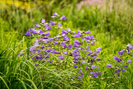 Campanula trachelium